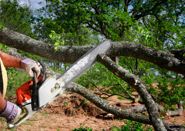 How Our Tree Care Process Works  in  Altamonte Springs, FL